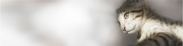 Slideshow Image 12