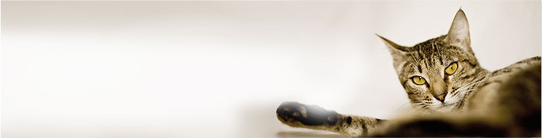 Slideshow Image 9
